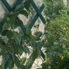 Pro garden Széthúzható Kerti kerítés, növényfuttató zöld 90 x 180 cm
