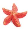 Korall színű tengeri csillag